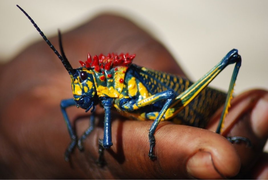 Саранча кузнечик Жук