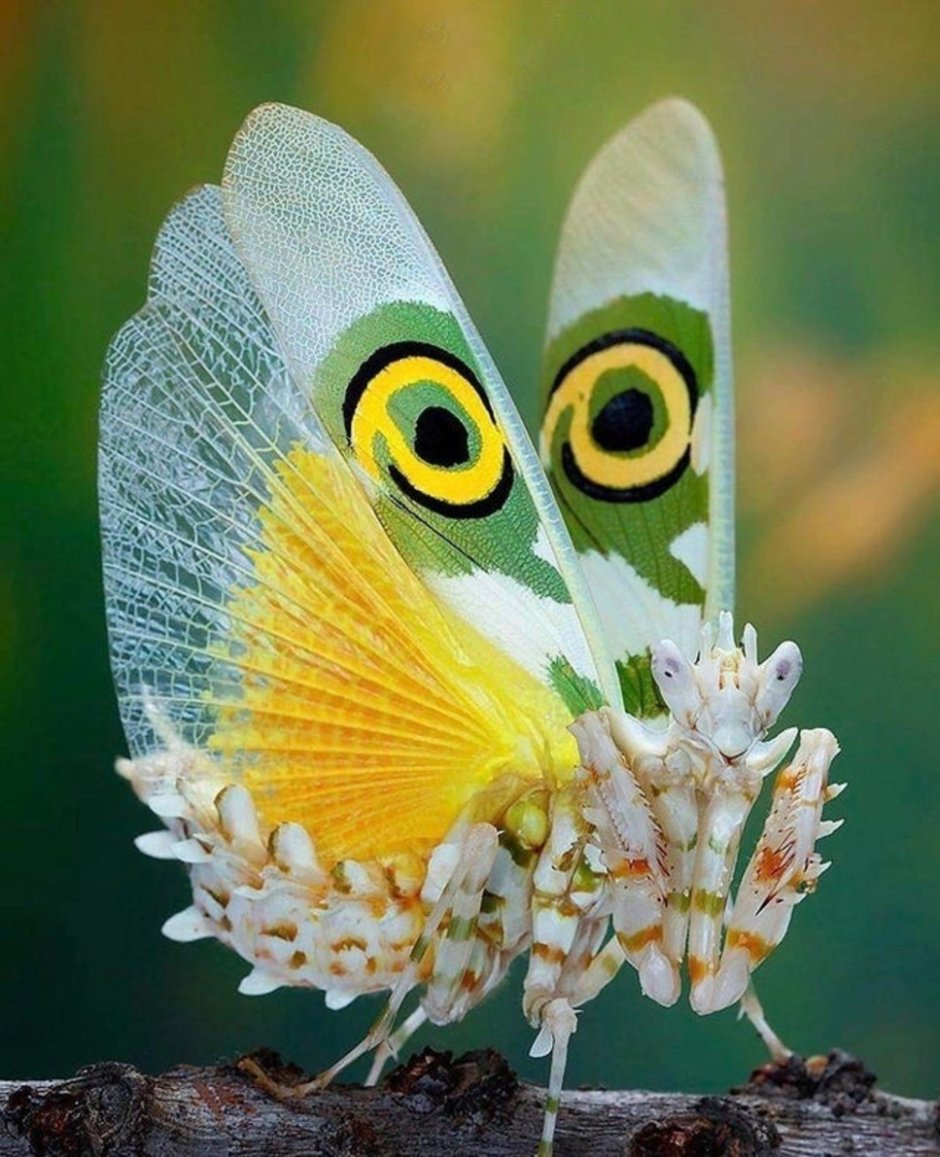 Паук Maratus speciosus