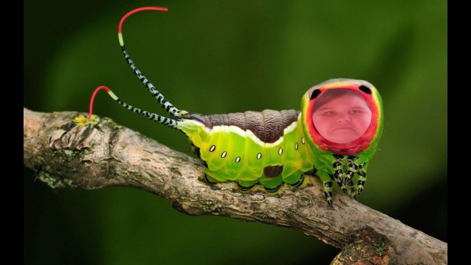 Женщина гусеница