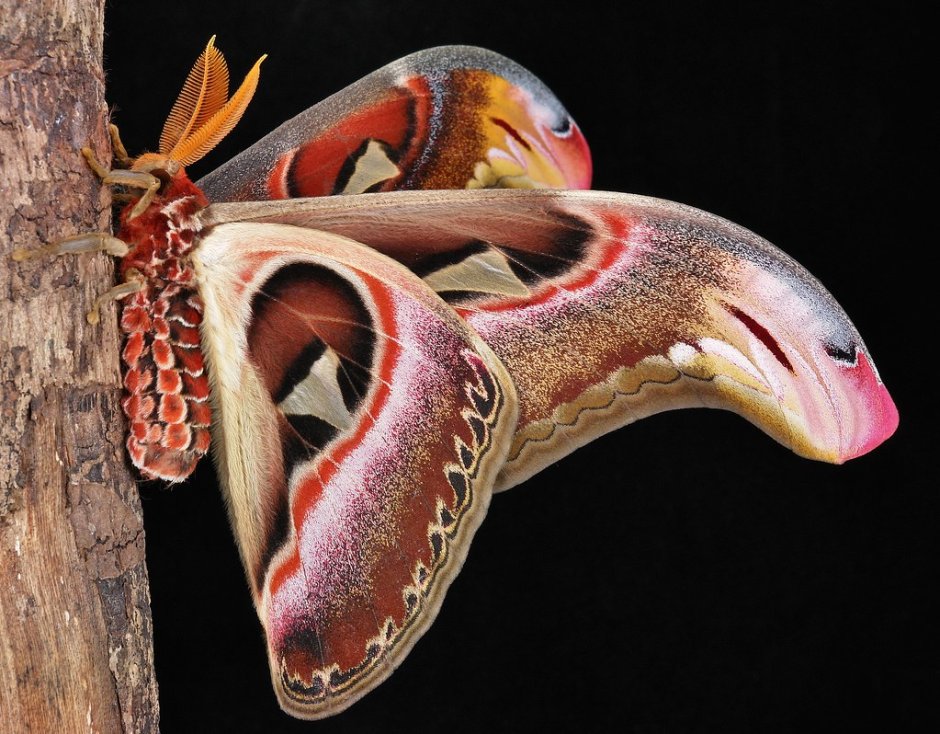 Павлиноглазка атлас Attacus Atlas