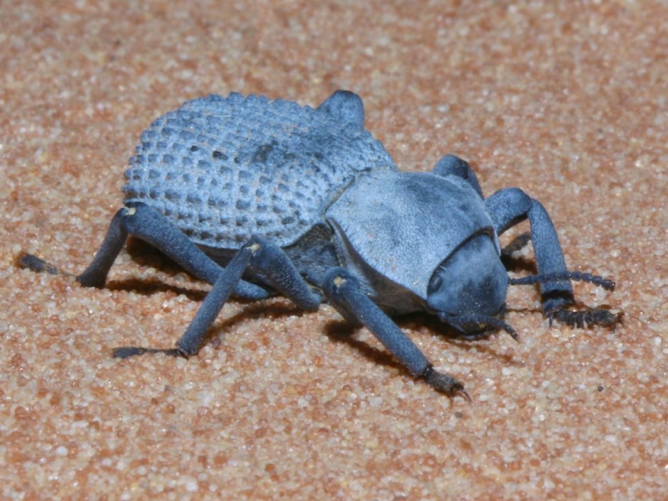 Редкие жуки