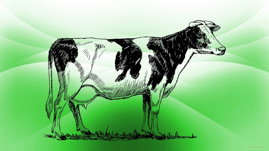 Cute Cow обои