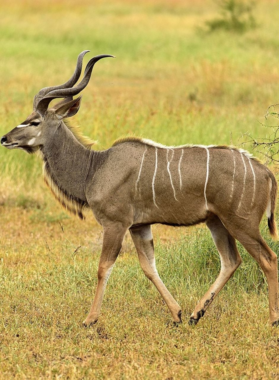 Антилопа Kudu