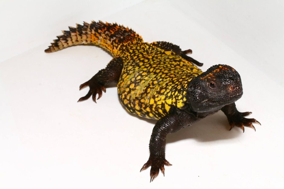 Uromastyx acanthinura