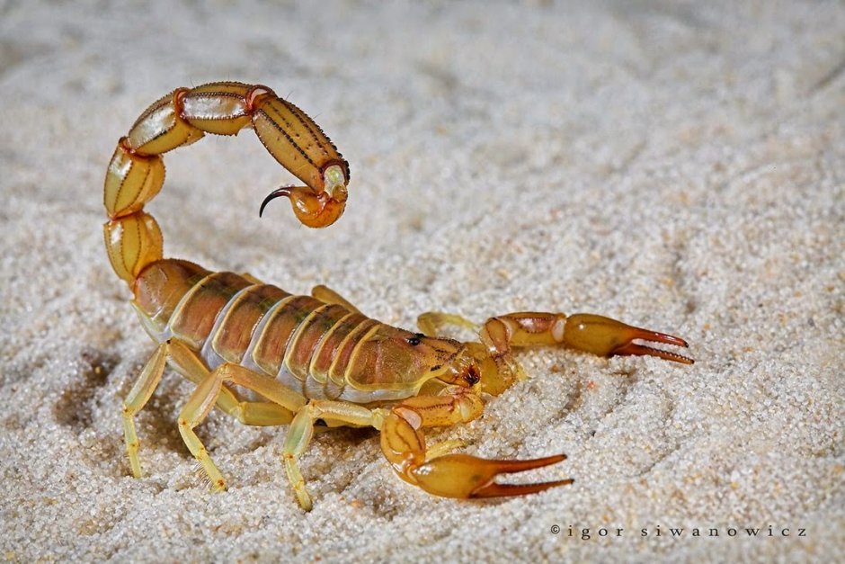 Mesobuthus martensii