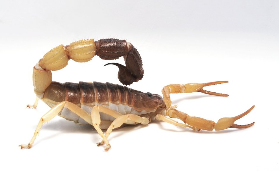 Parabuthus liosoma