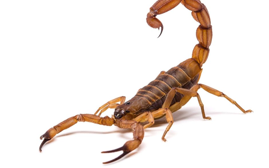 Parioscorpio Venator