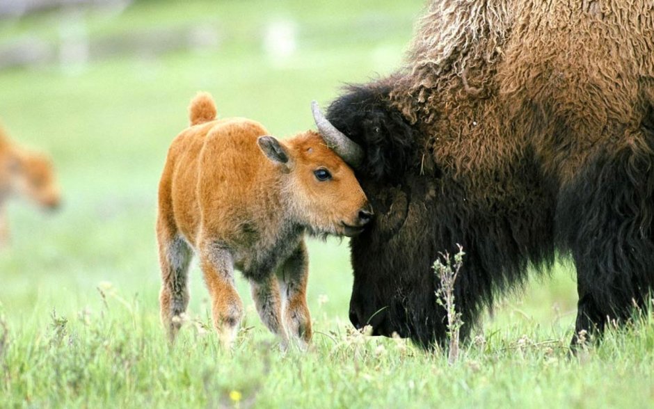 Baby Bison