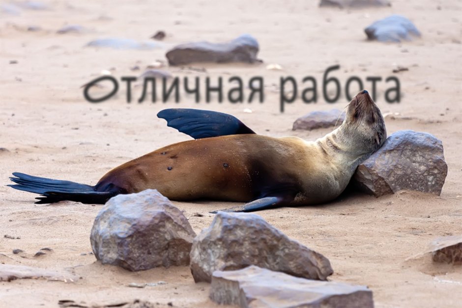 Морской котик на берегу