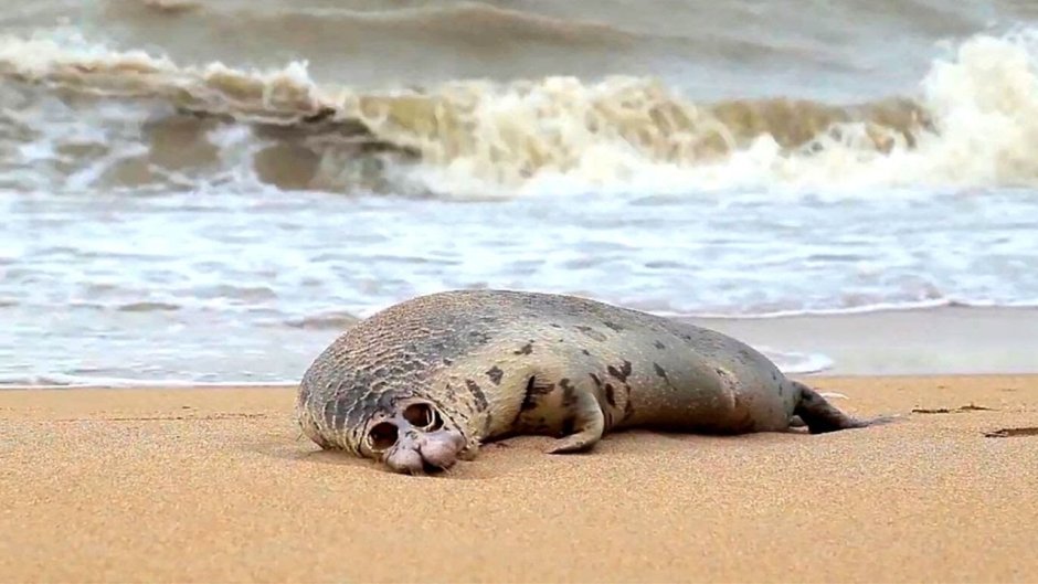 Тюлени в Каспийском море