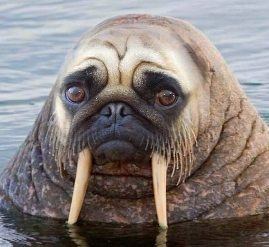 Тюлень и Моржик
