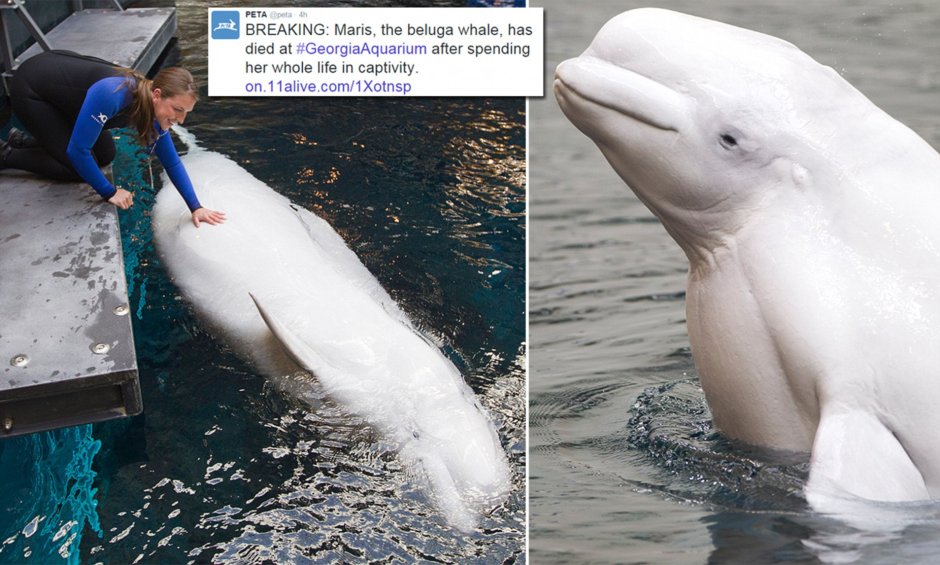 Beluga Whale с человеком