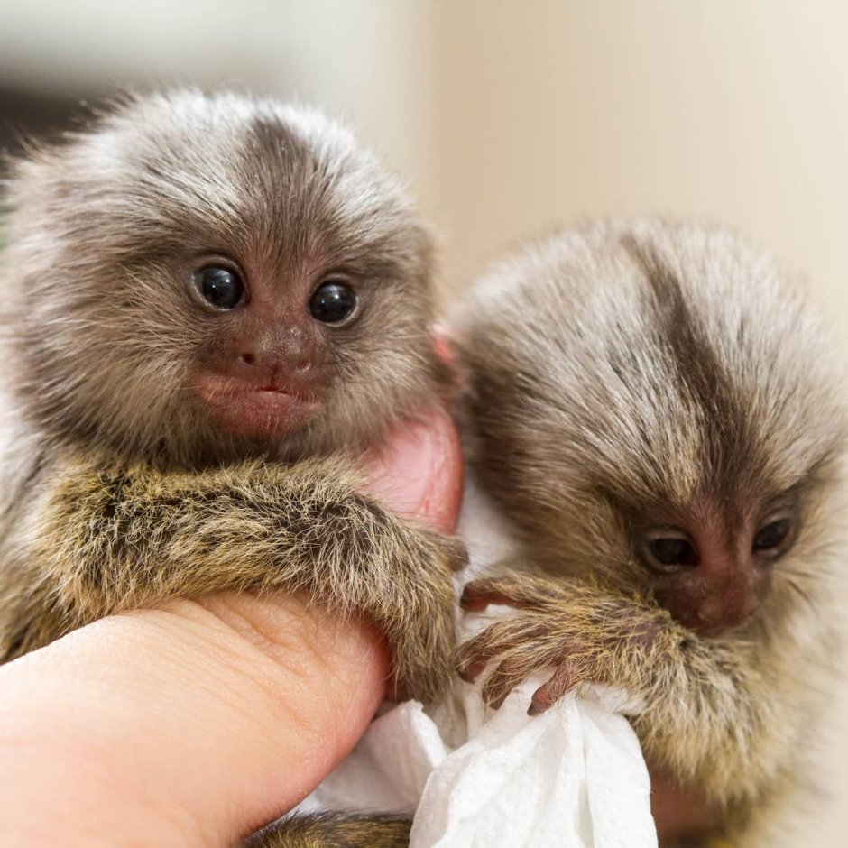 Пигмей мармосет