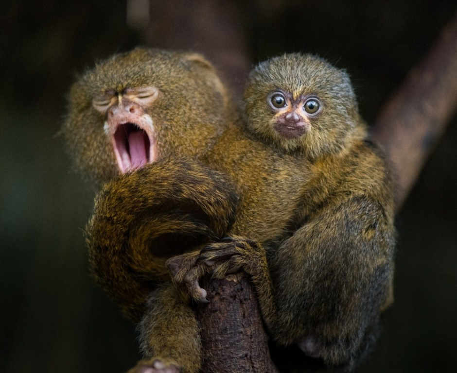 Карликовая игрунка зубы