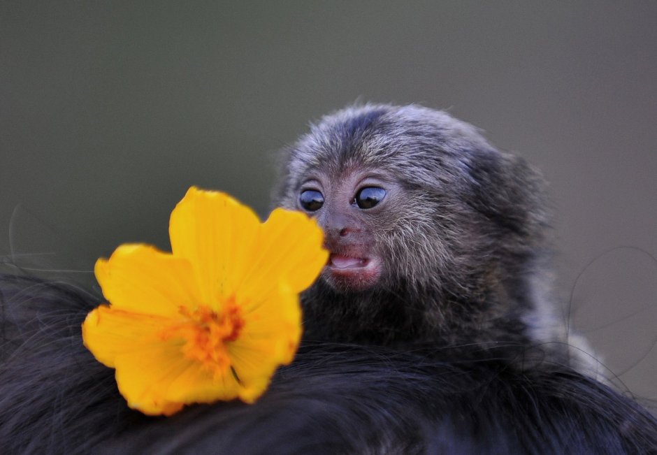 Цветная маленькая обезьянка