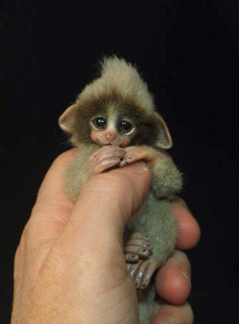 Мармозетка обезьянка