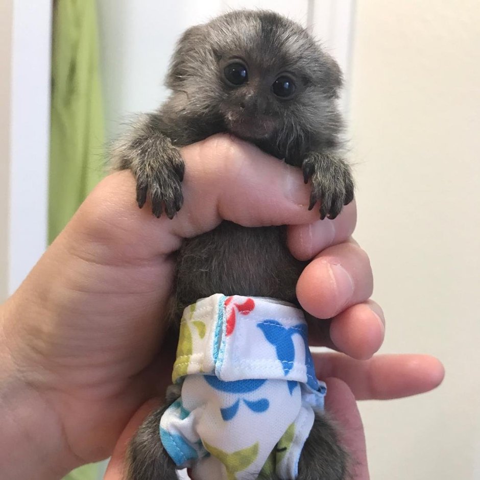 Карликовая игрунка домашняя