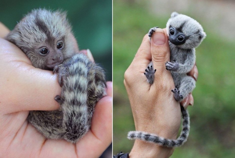 Швейцарский лилипут мармозетка