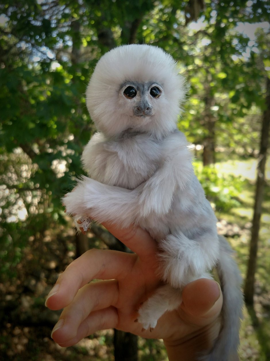 Маленькие обезьяны домашние