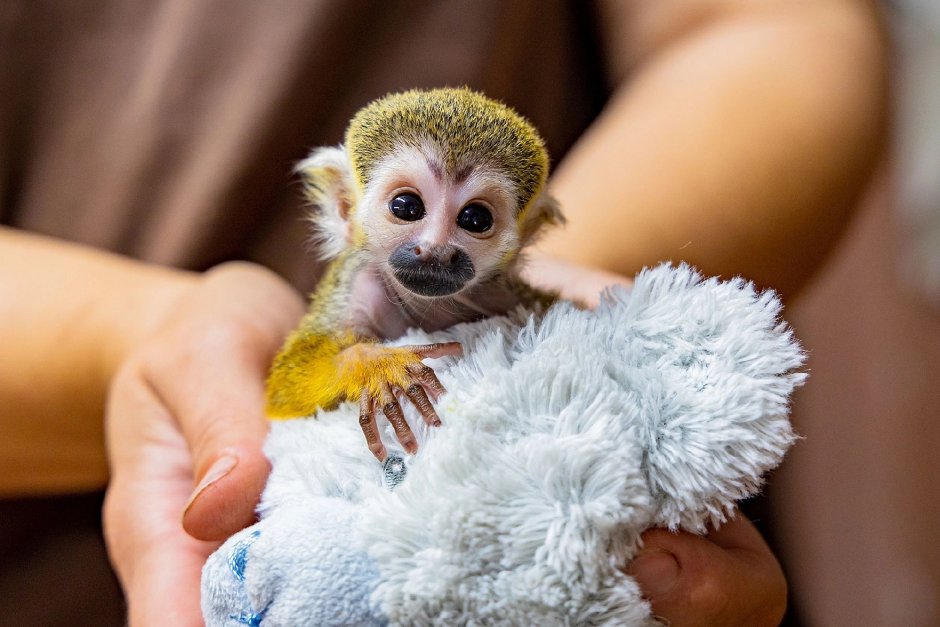 Беличий саймири