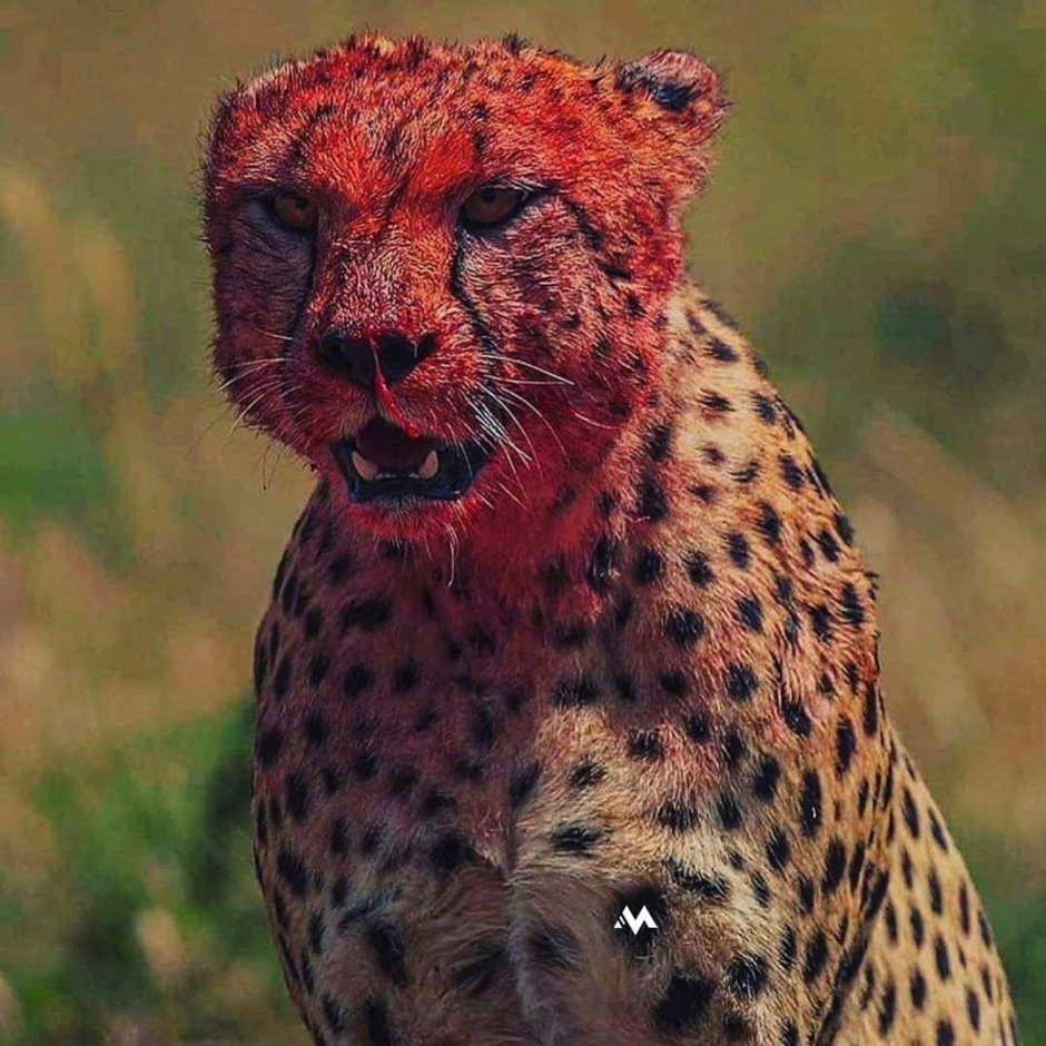 Яички гепарда