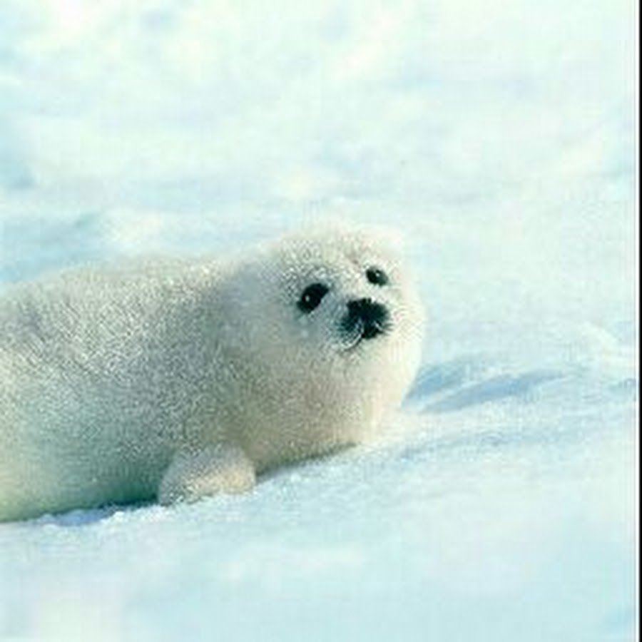 Арктические пустыни белёк