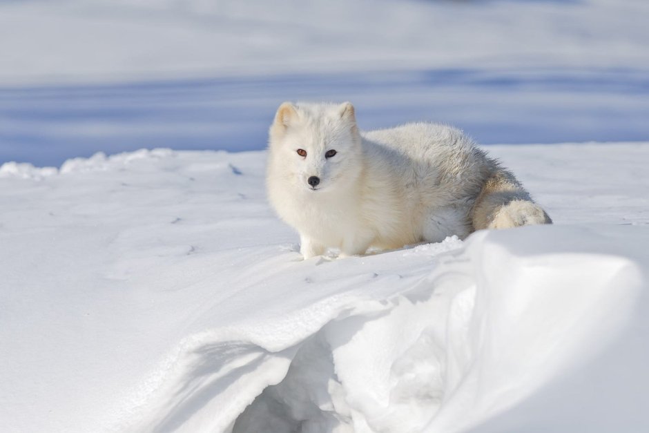 Песец арктических пустынь