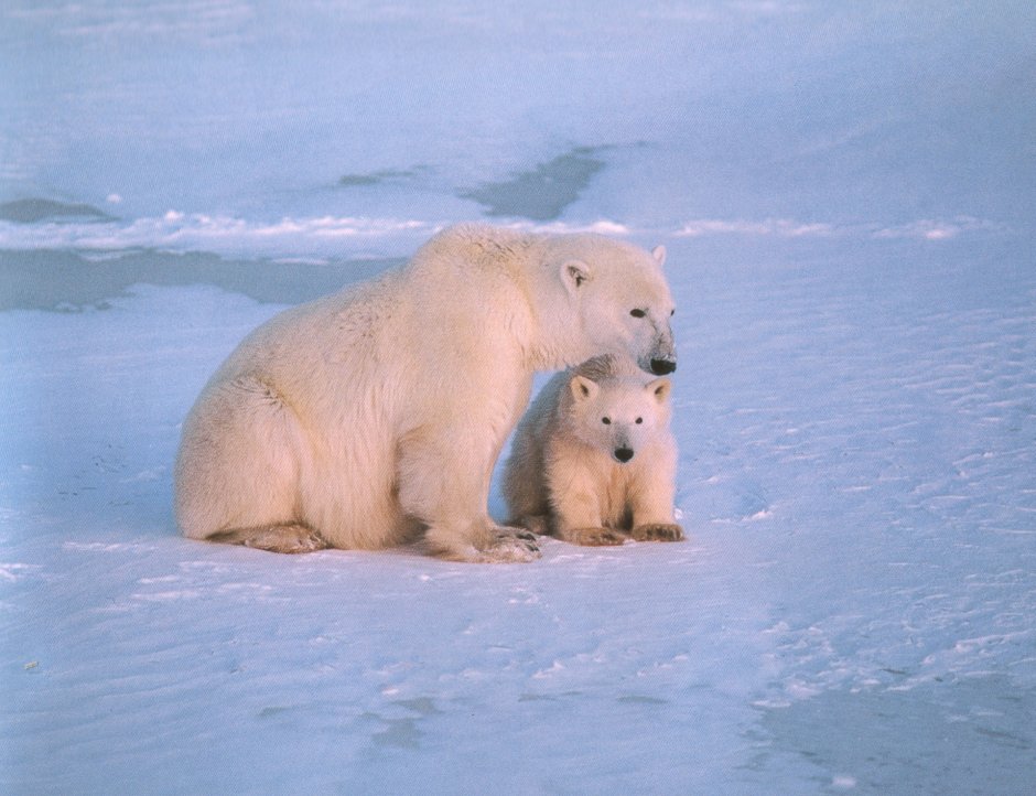 Арктические пустыни животные