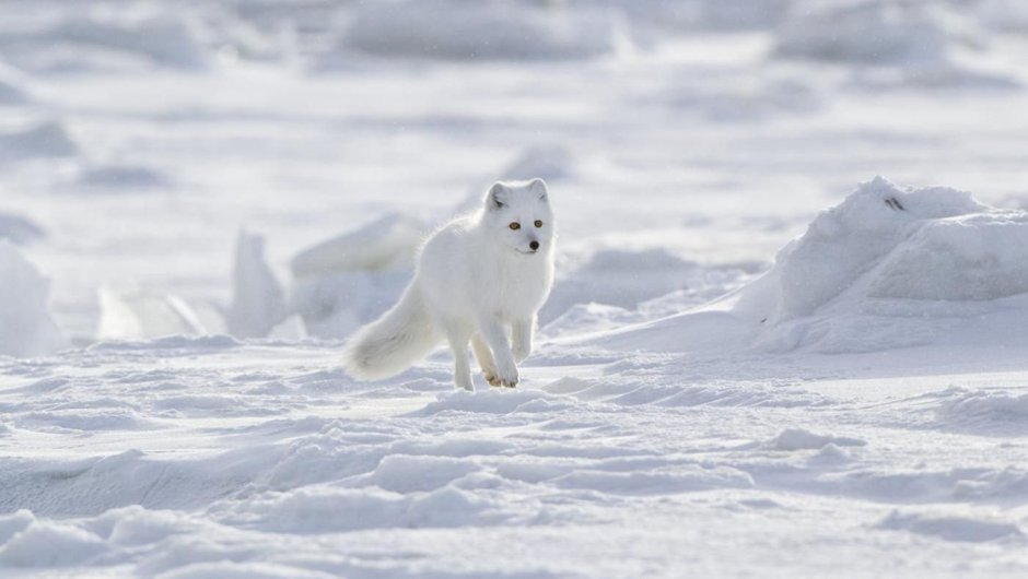Северный полюс песец