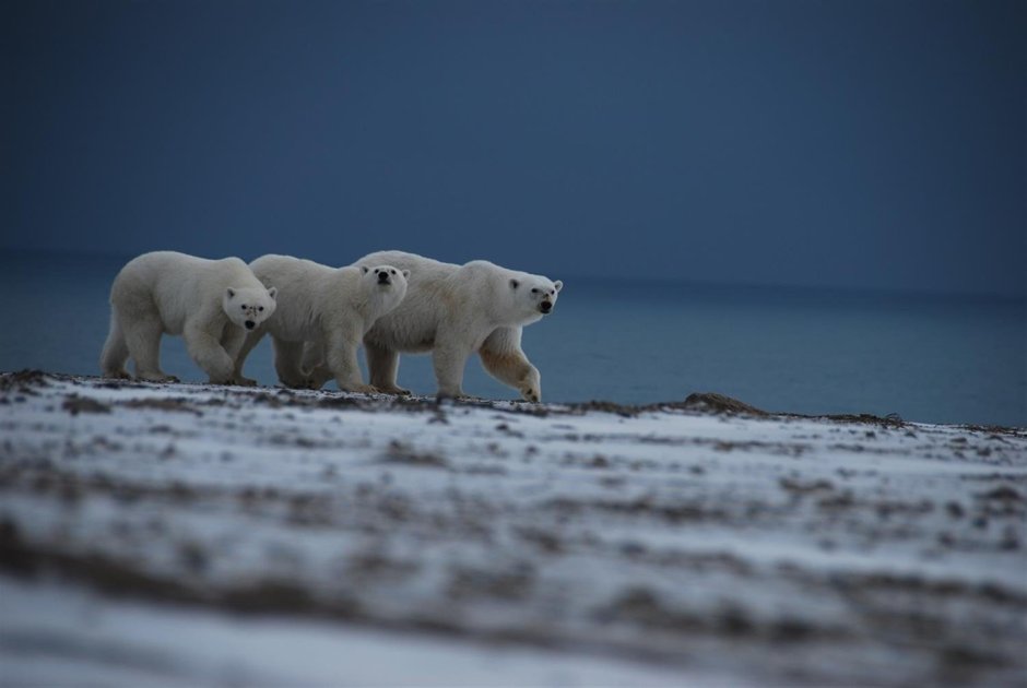 Зона арктических пустынь белый медведь