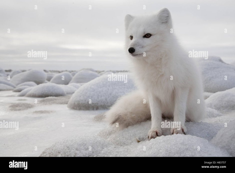 Остров Врангеля песец