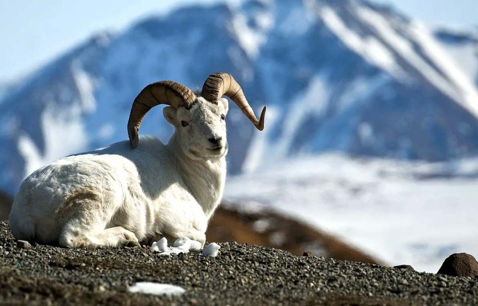 Снежный баран