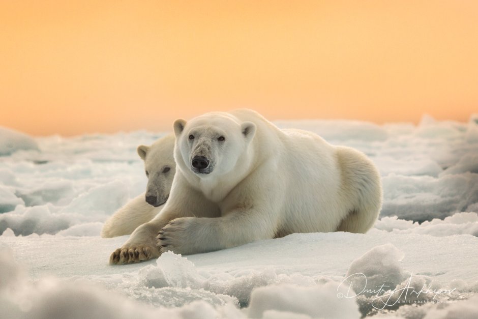 Полярные животные