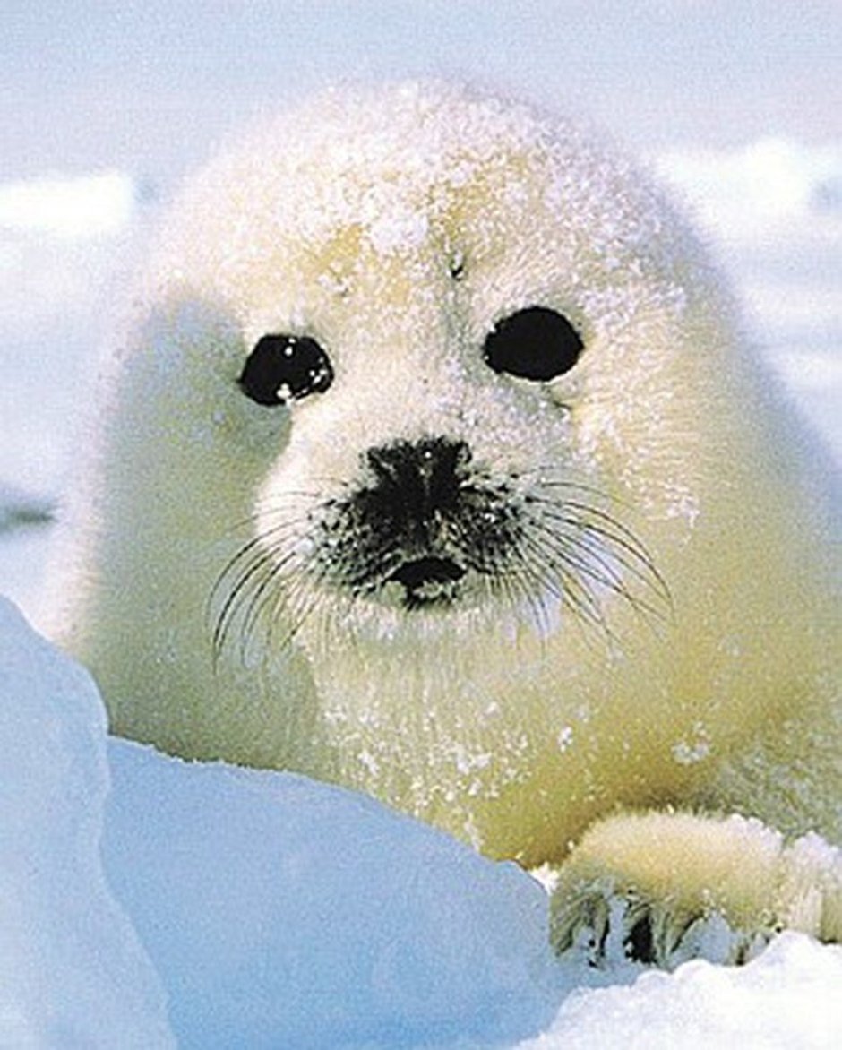 Белый Каспийский тюлень Белек