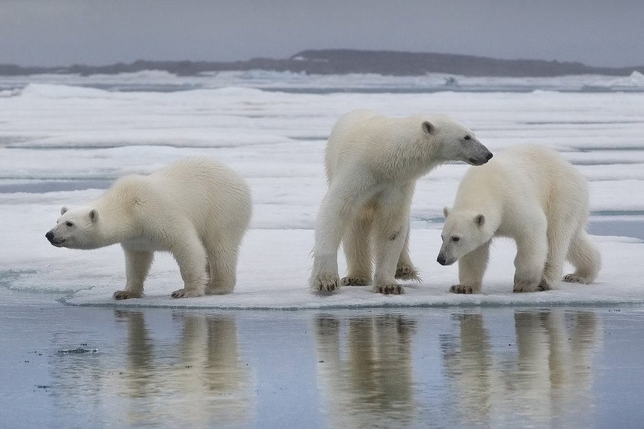 Белый медведь Ненецкий автономный округ