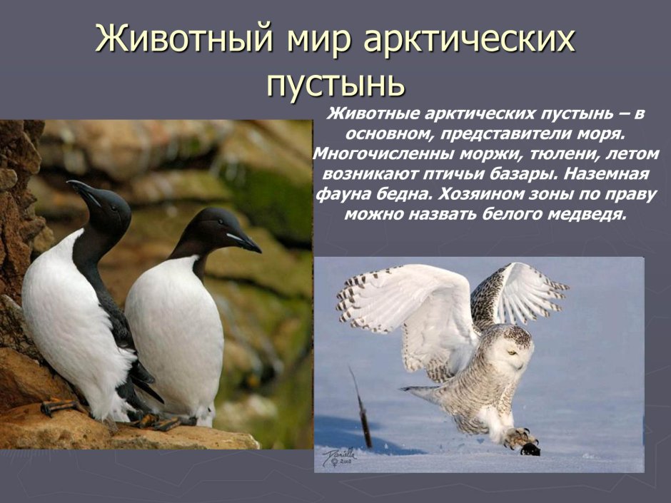 Животный мир арктической пустыни