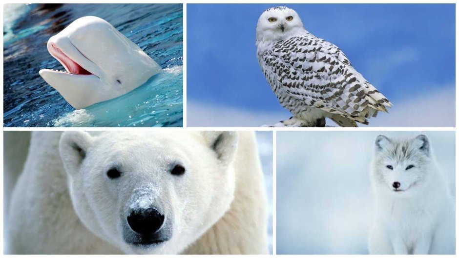 Животные обитающие в Арктике