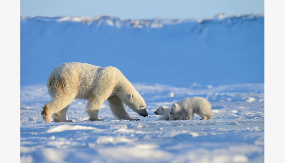 Белый медведь в арктической пустыне