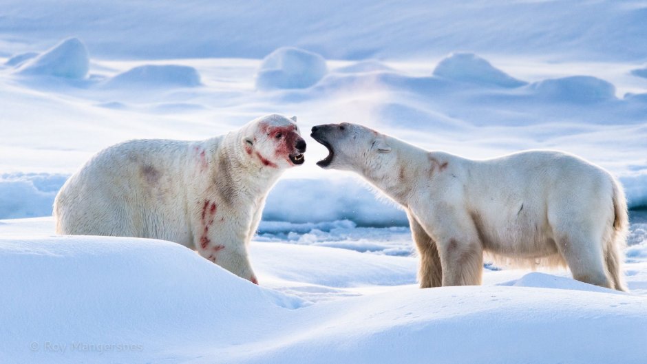 Арктические пустыни белый медведь