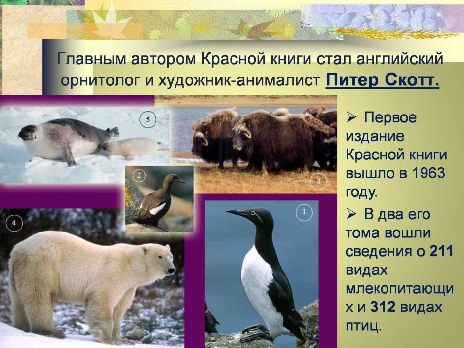 Арктическая пустыня животный мир