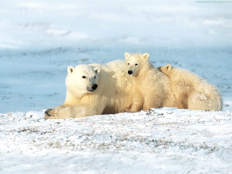 Белый медведь в Северной Америке