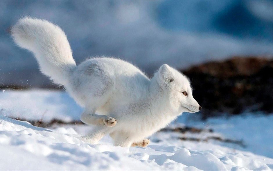 Животный мир Арктики и Антарктики