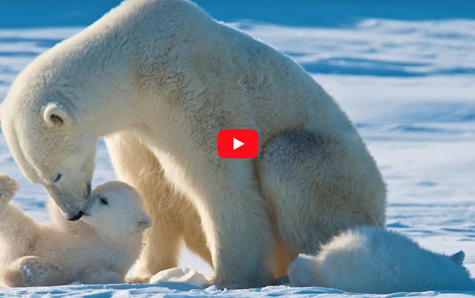 Инфографика тундра