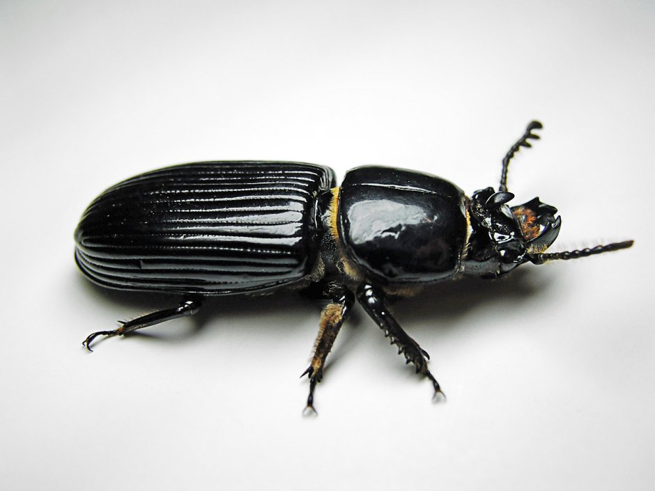 Сахарные жуки Passalidae