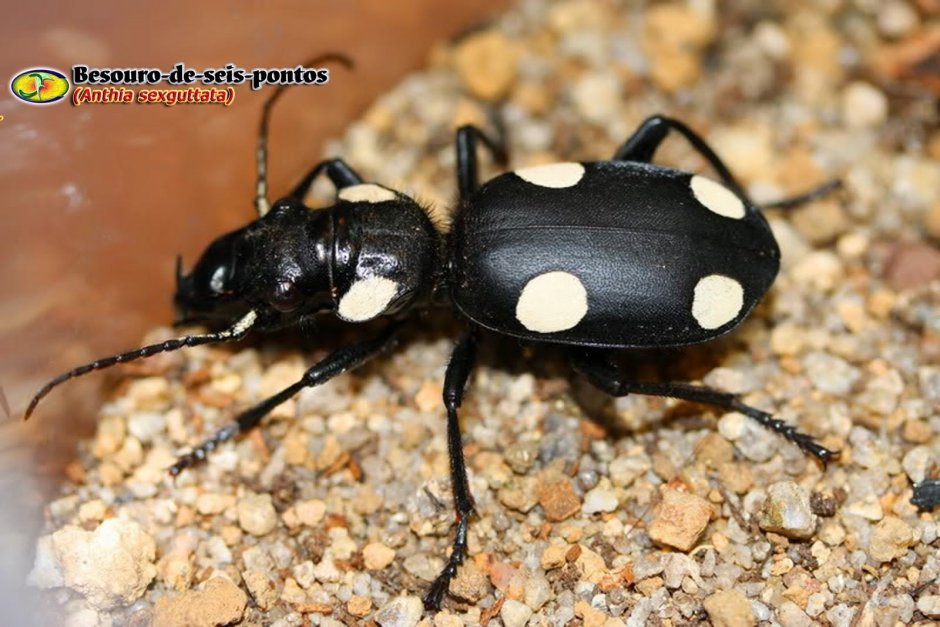 Anthia sexguttata