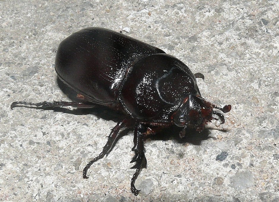 Oryctes Rhinoceros