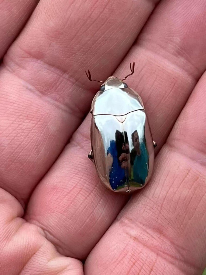 Зеркальный Жук