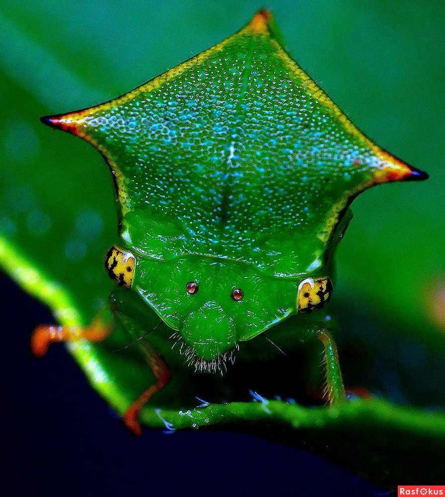 Бодушка бизонья