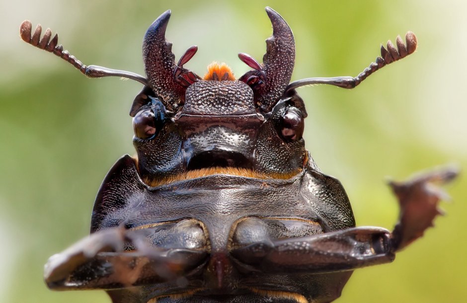 Мандибулы жука оленя