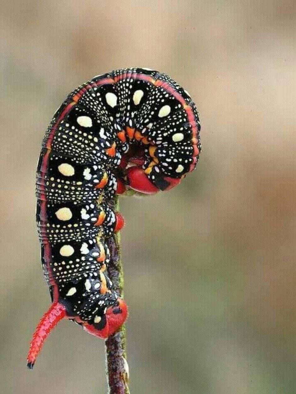 Красивые гусеницы